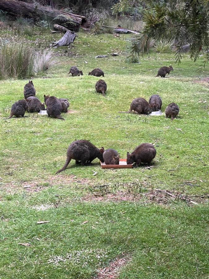 Base Camp Tasmania Ξενοδοχείο New Norfolk Εξωτερικό φωτογραφία