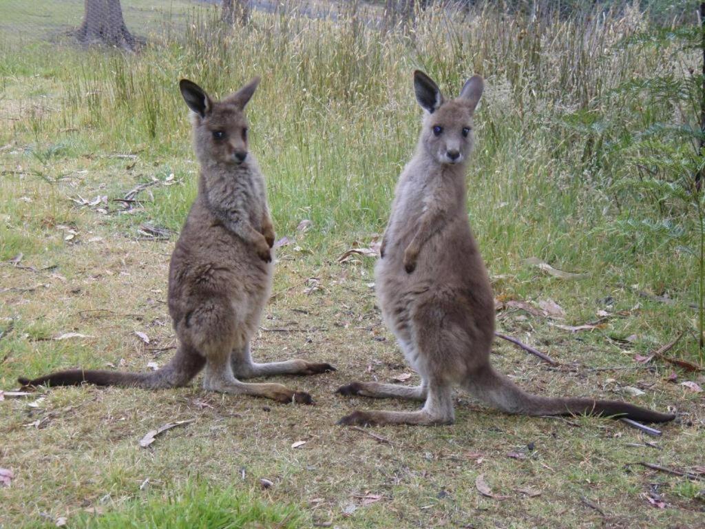 Base Camp Tasmania Ξενοδοχείο New Norfolk Εξωτερικό φωτογραφία